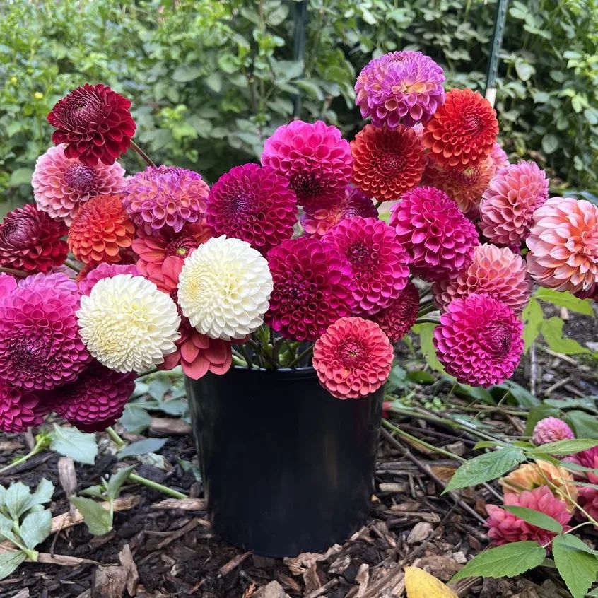 Discounted dahlia variety packs available online