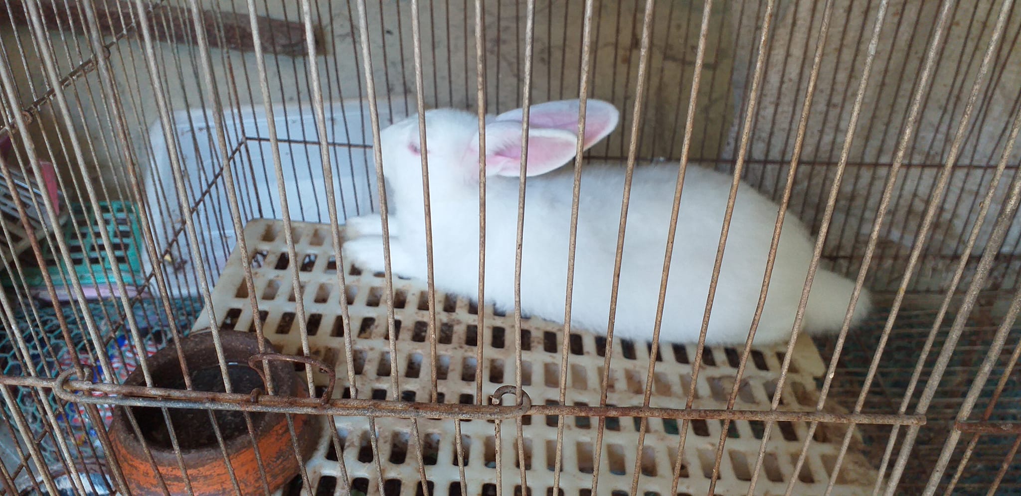 Masuerte Rabbitry