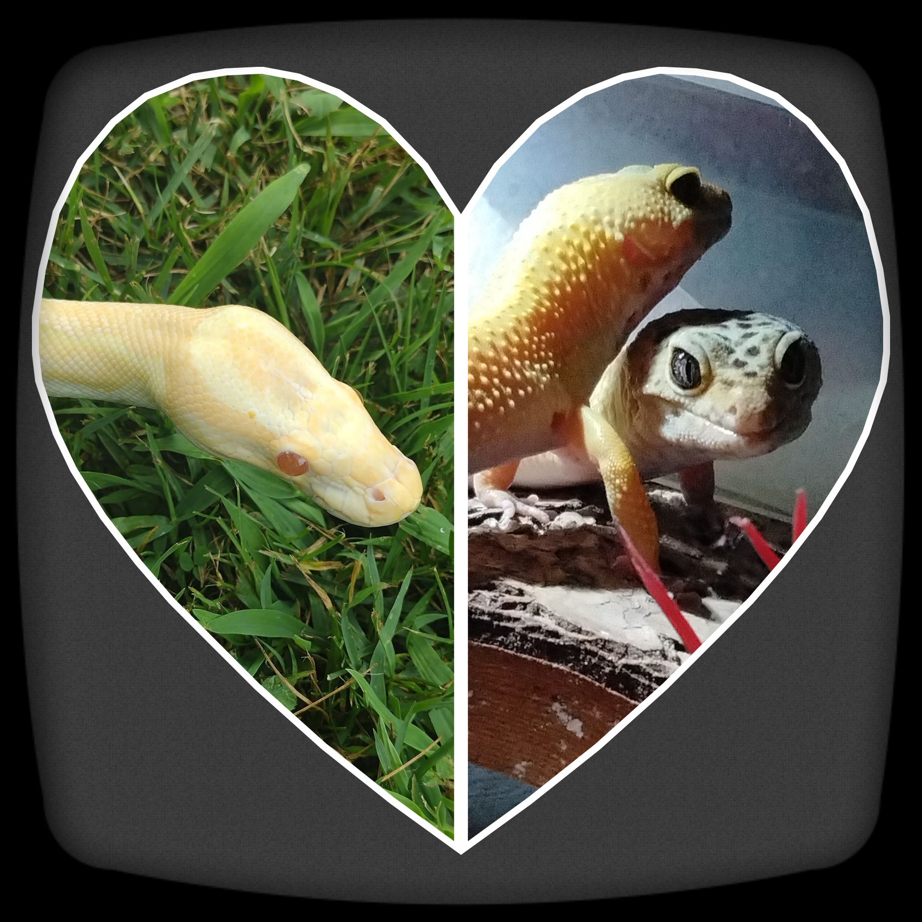 Ball pythons and geckos Non judgment group. | Let's welcome our new ...