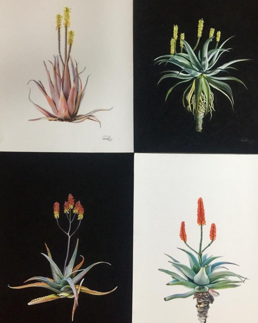 Isla Perry Wildlife Artist