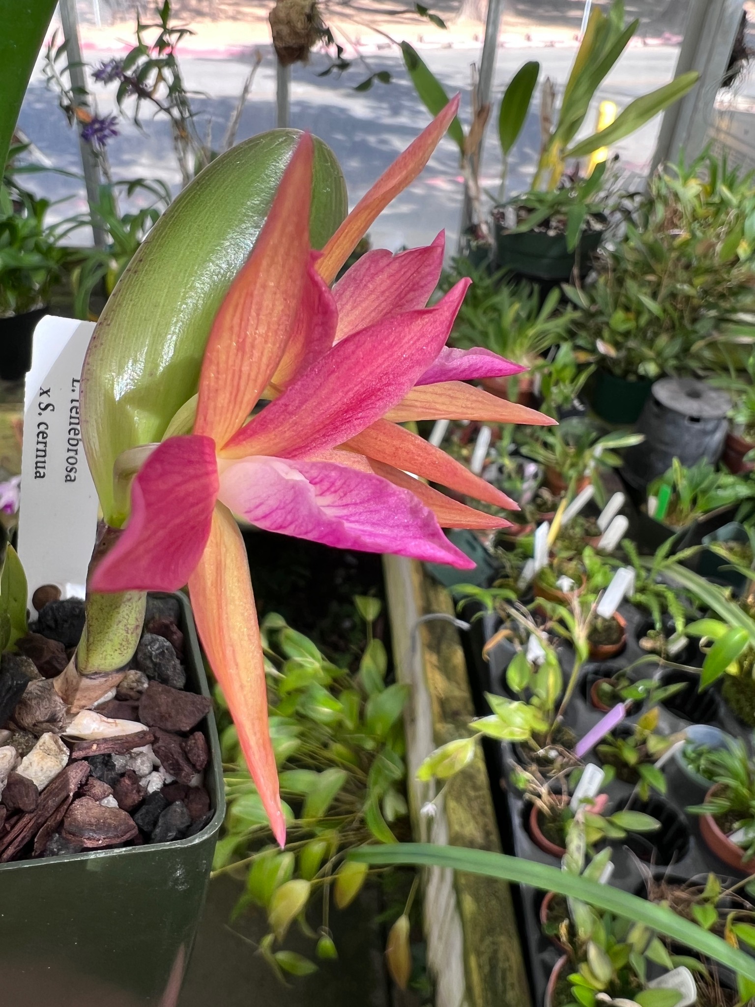 Brassocattleya Waipuna (Brassavola nodosa x C. cernua) first bloom