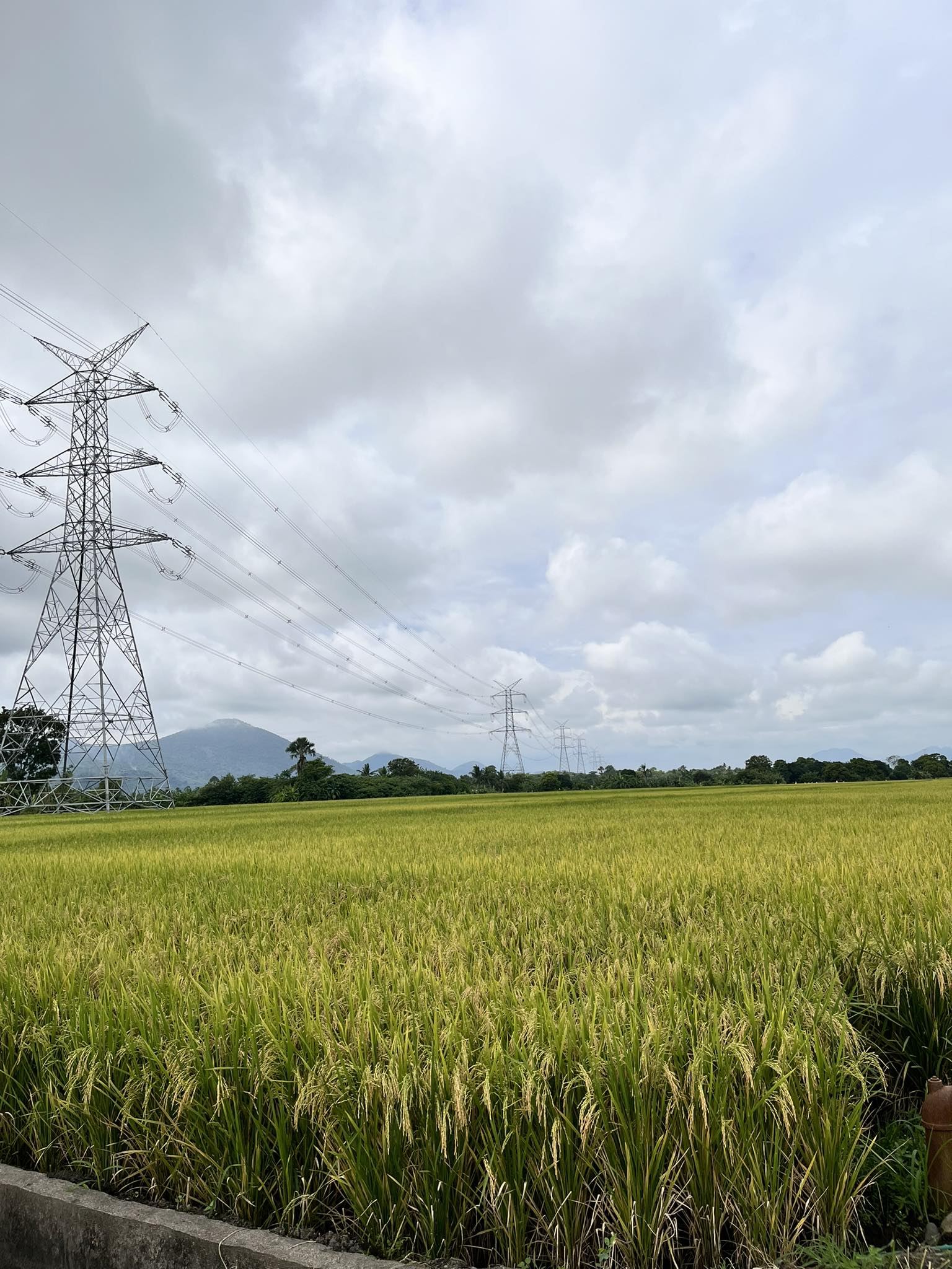 AgriGrowers - Laguna | Pila