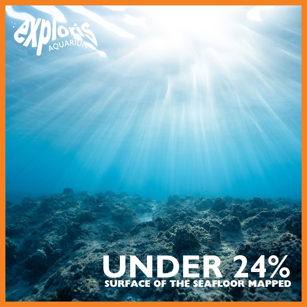 👩‍🎓Our Fun fact Friday concerns The... - Exploris Aquarium