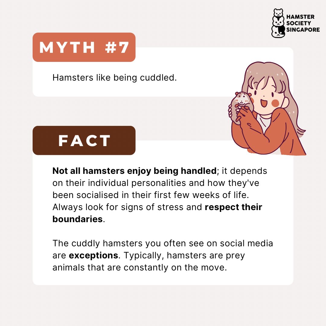 Reinforcing Hamster Social Structure photo