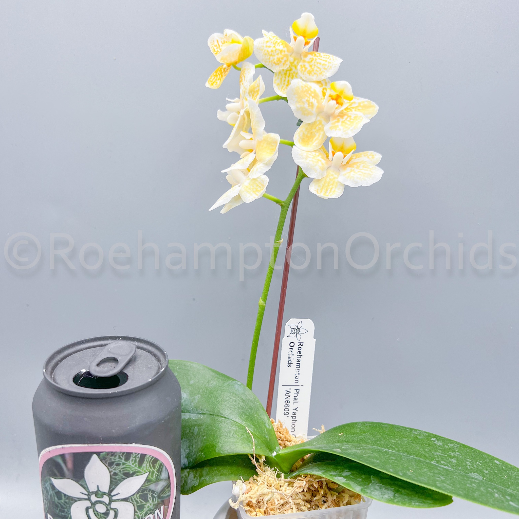 Phal. Yaphon Golden Leopard #靜靜養蘭 Hong Kong