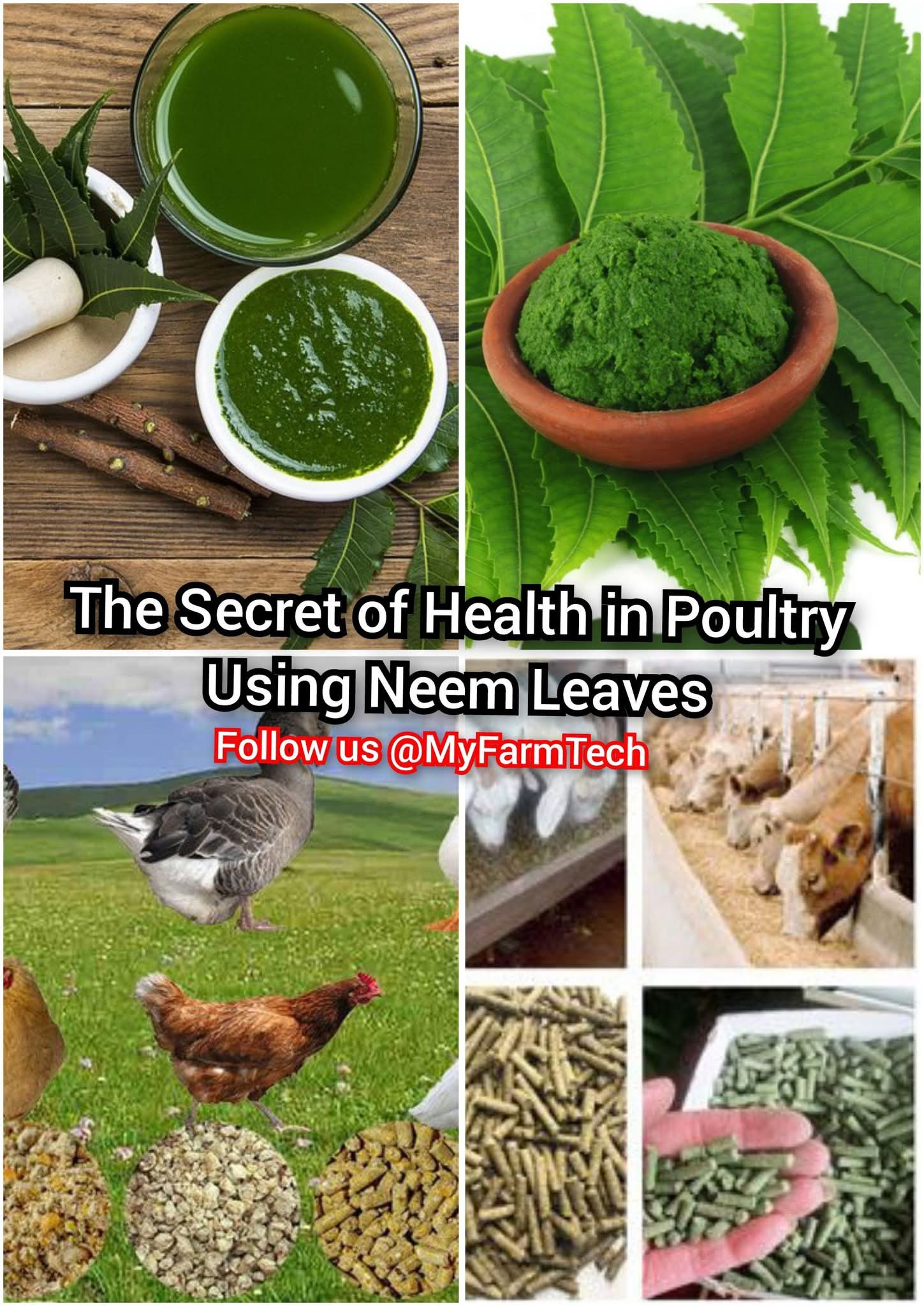 Farming - The Untold Power and The Benefits of Neem Leaves in Poultry ...