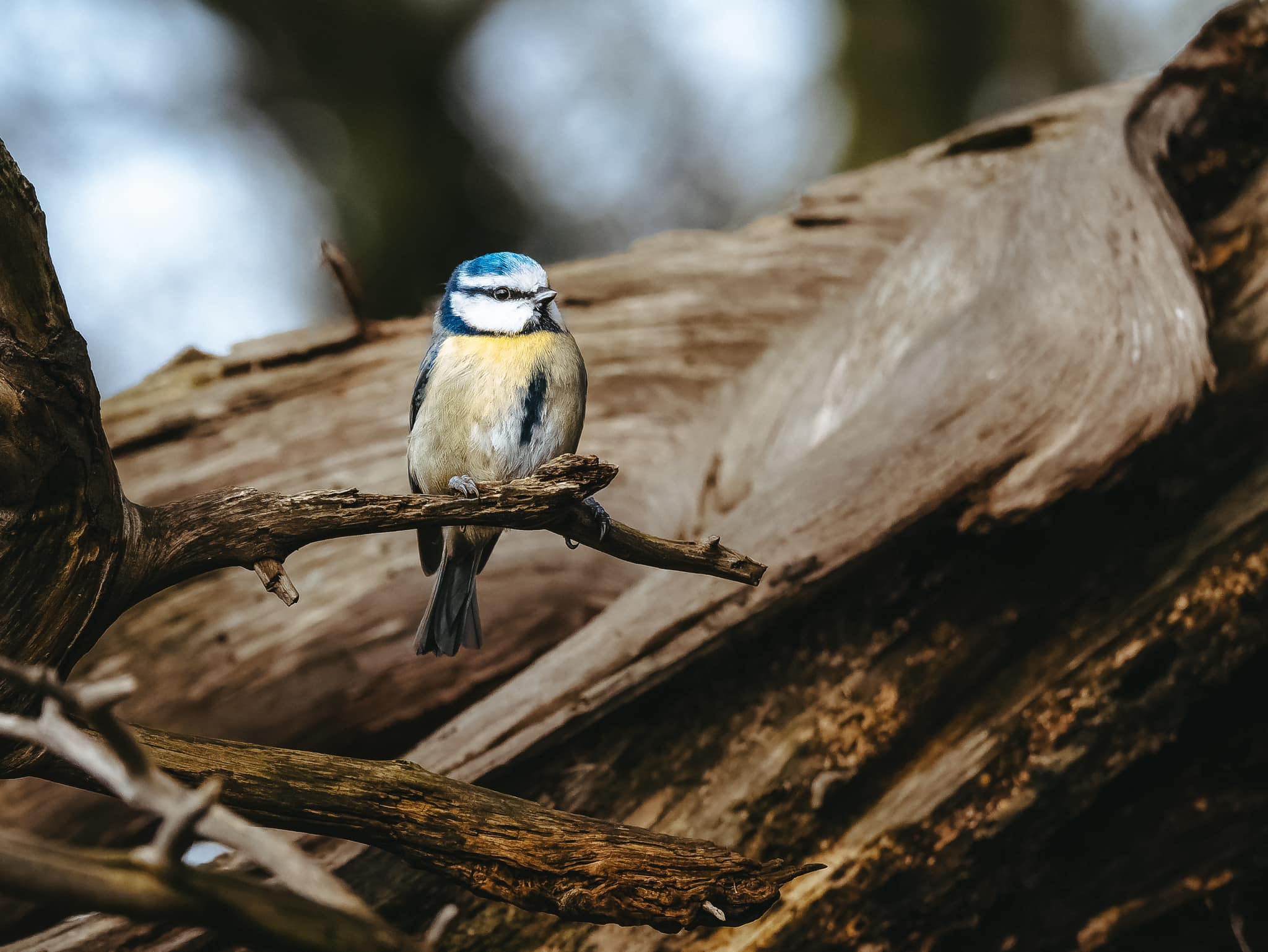 Harrison Ridley Photography