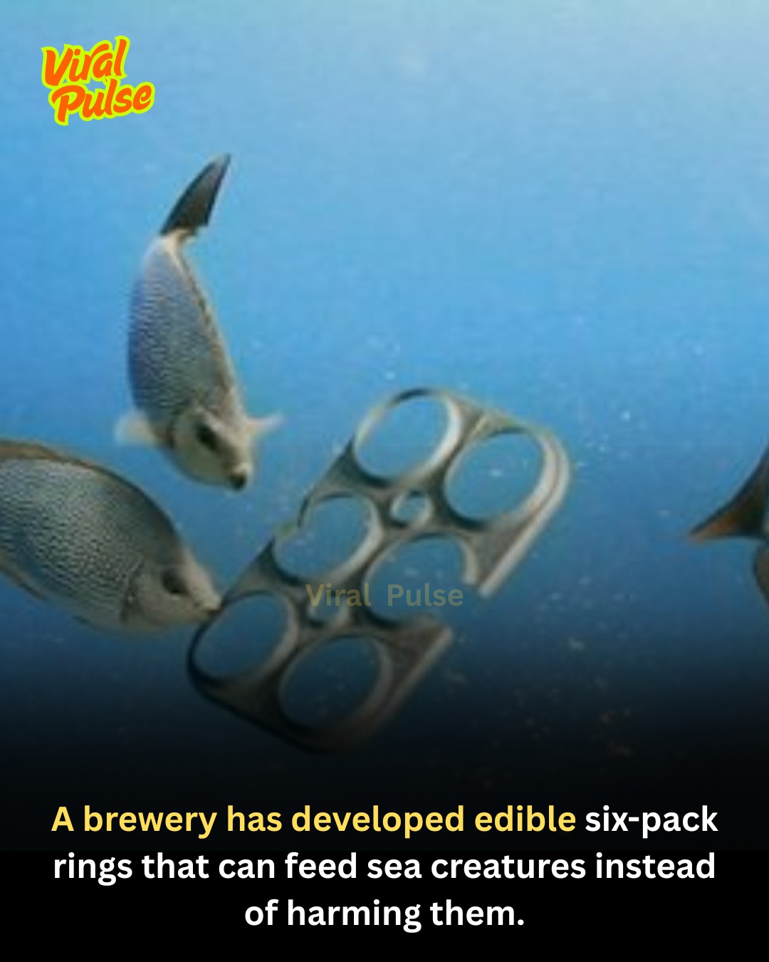 Neil deGrasse Tyson | Saltwater Brewery in Florida created E6PR, the ...