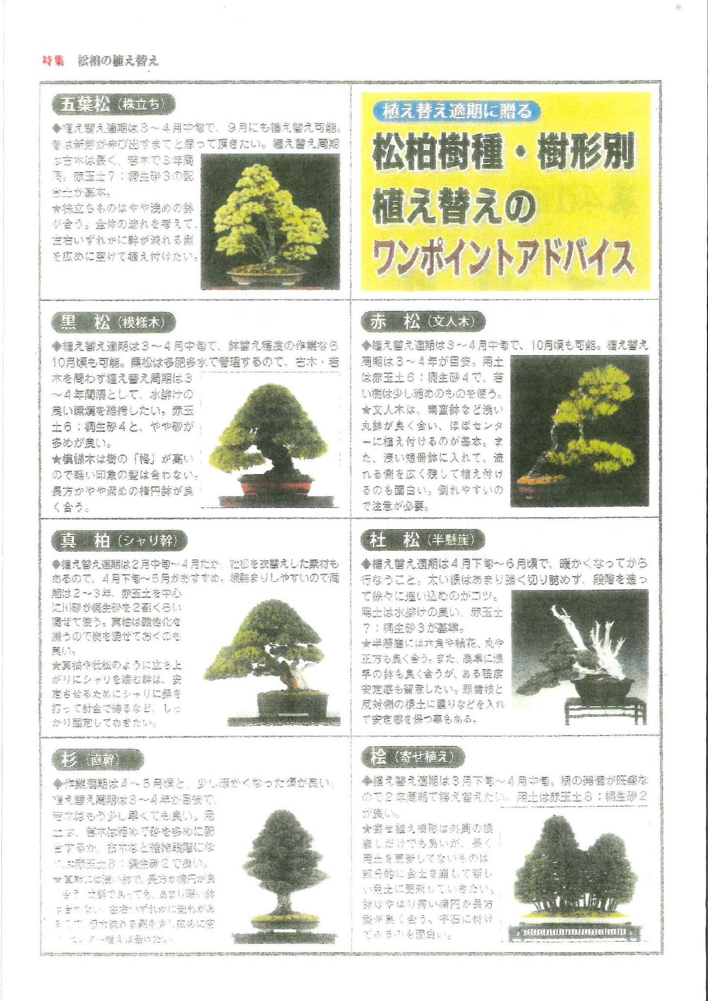 一般社団法人 - 出品目録に記載されている「植え替えのワンポイント 