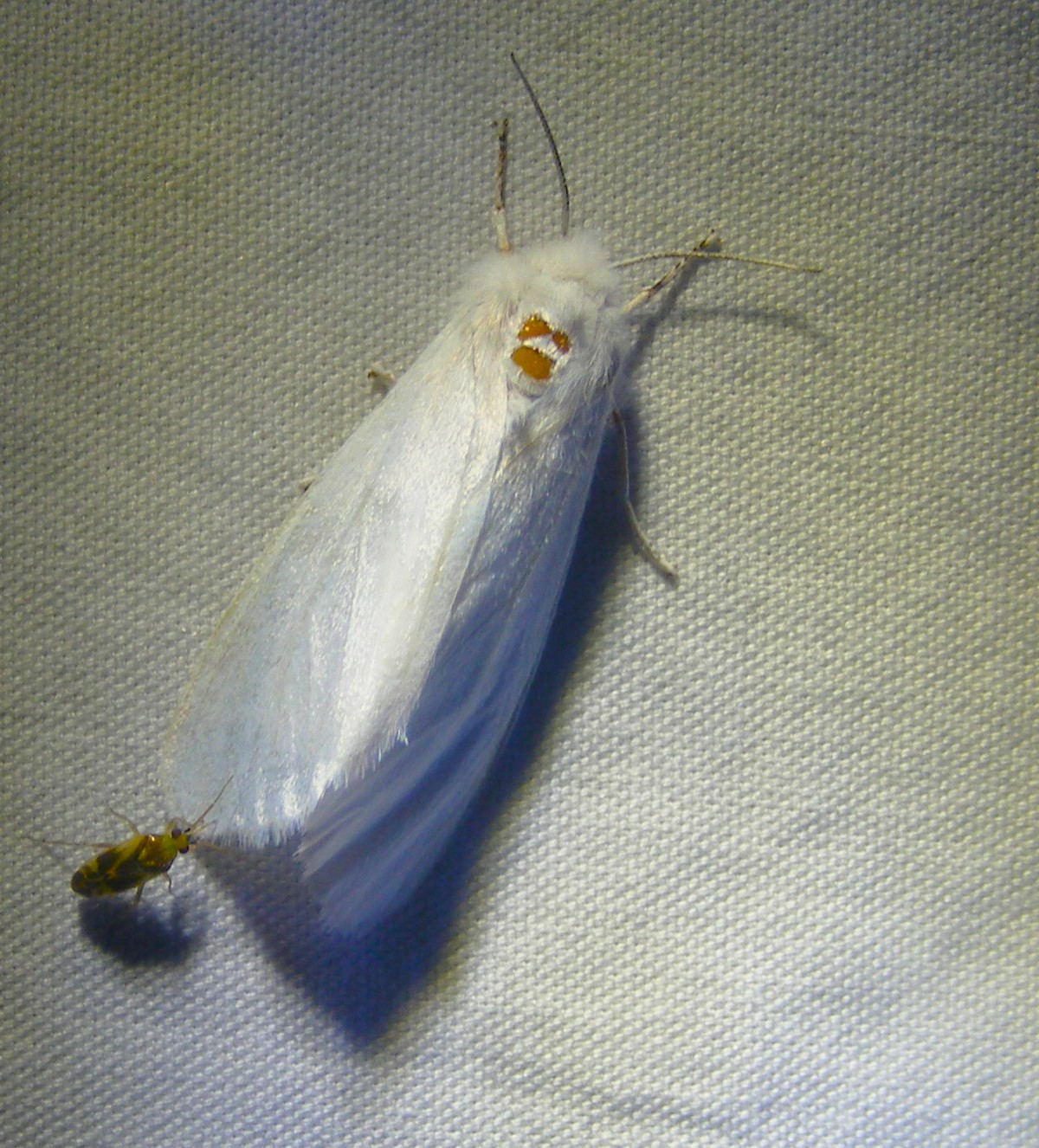 ? Seen any of these silky 