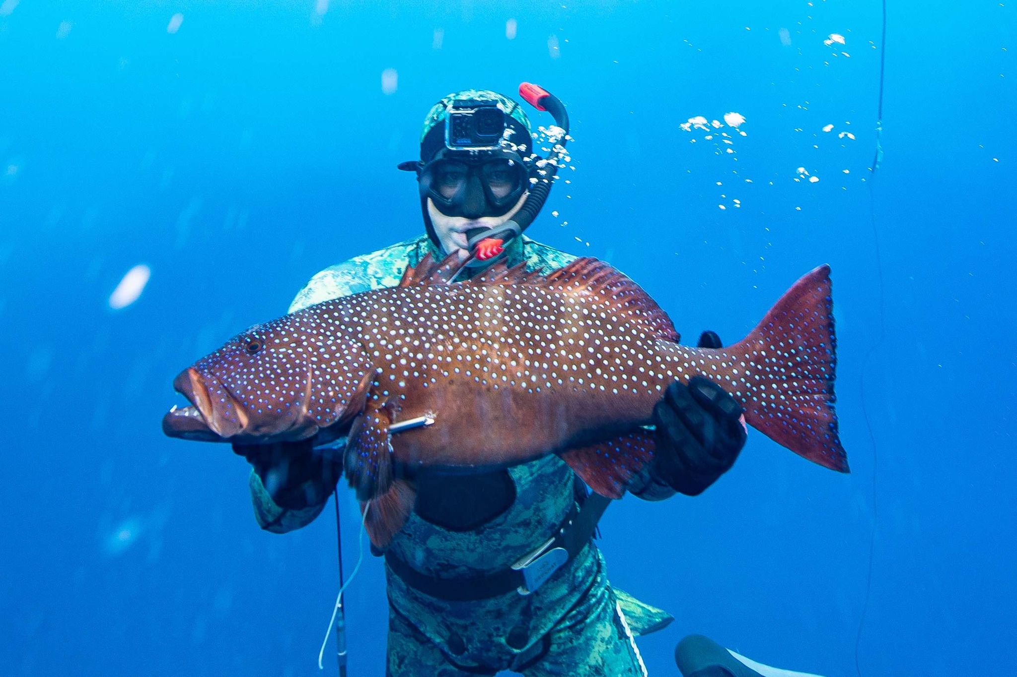FISH of the DAY with... - FISH of the DAY with Clarke Gayford