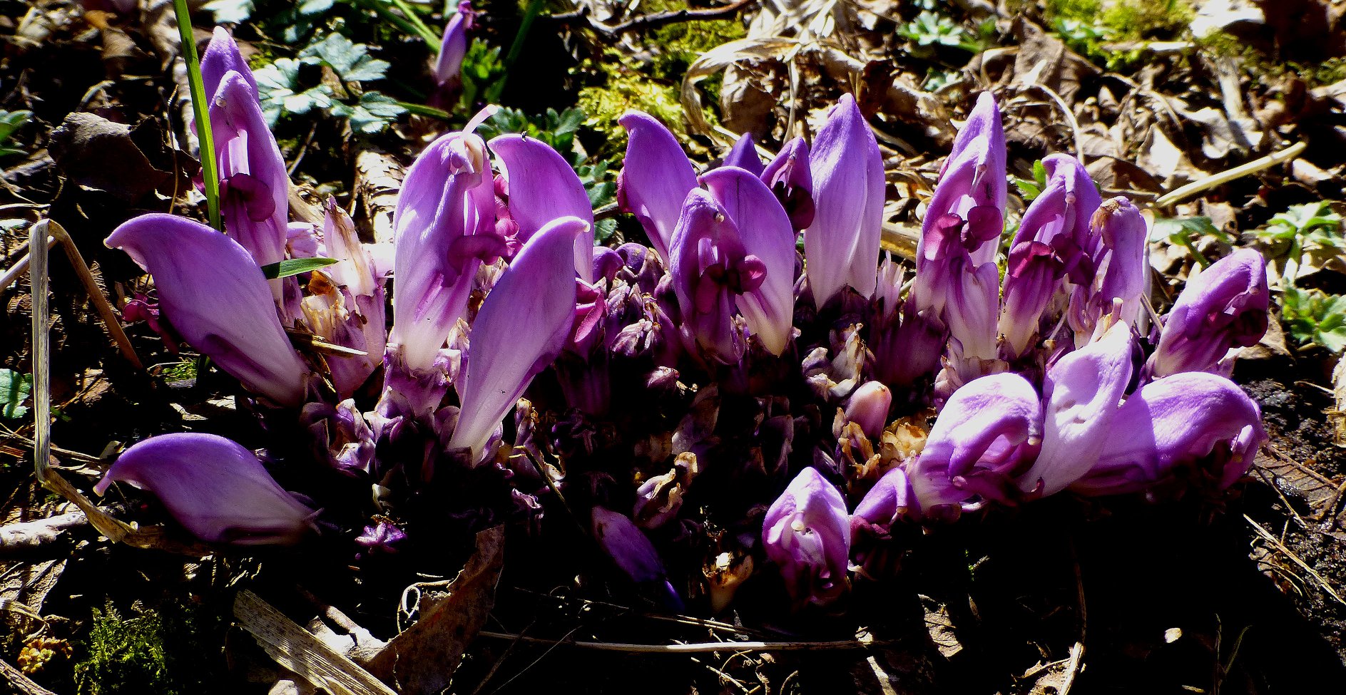 New cover photograph is of... - Machars Botany by Alan Wake