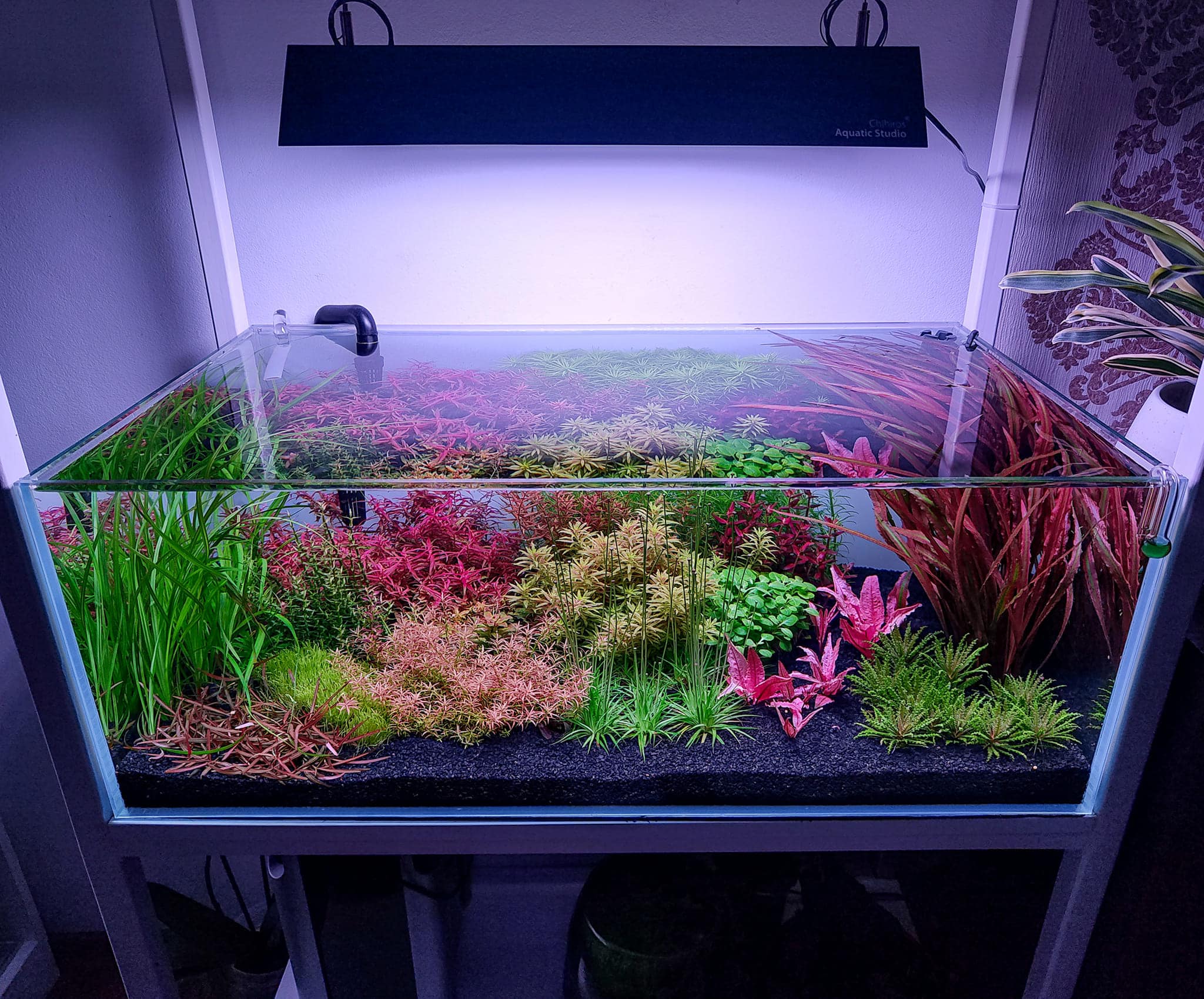 ?Colorful garden from Lucian Cimpoeriu ? ☀️RGB #chihirosvivid2 