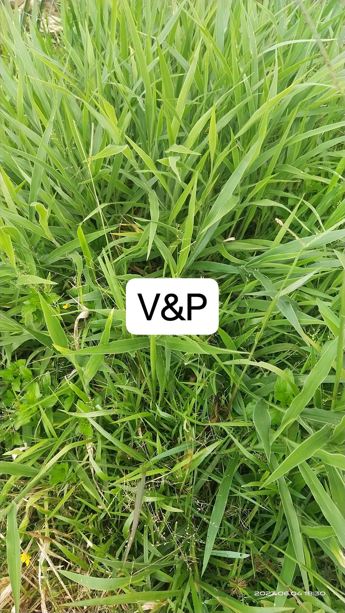 Biji Benih Rumput Ruzi at +60 0134814652