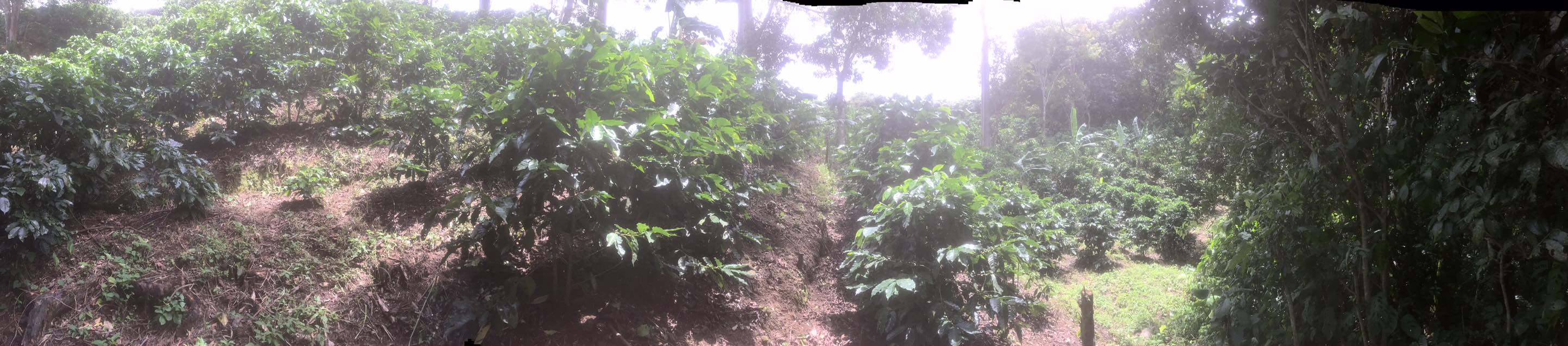 Finca Don Ramón | San Isidro