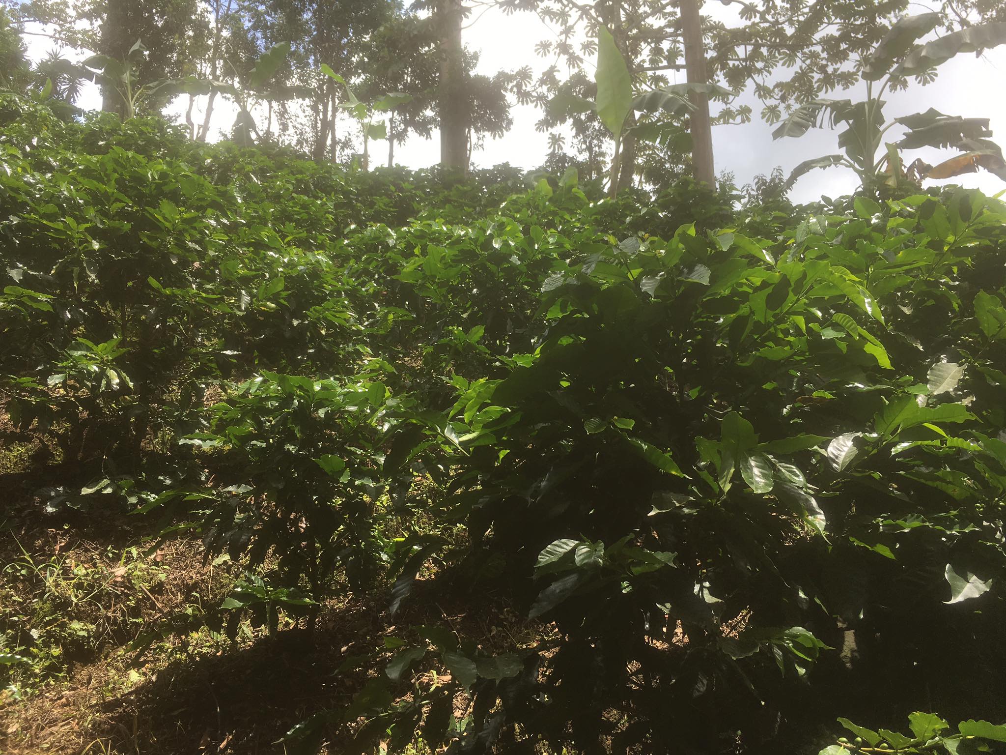 Finca Don Ramón | San Isidro