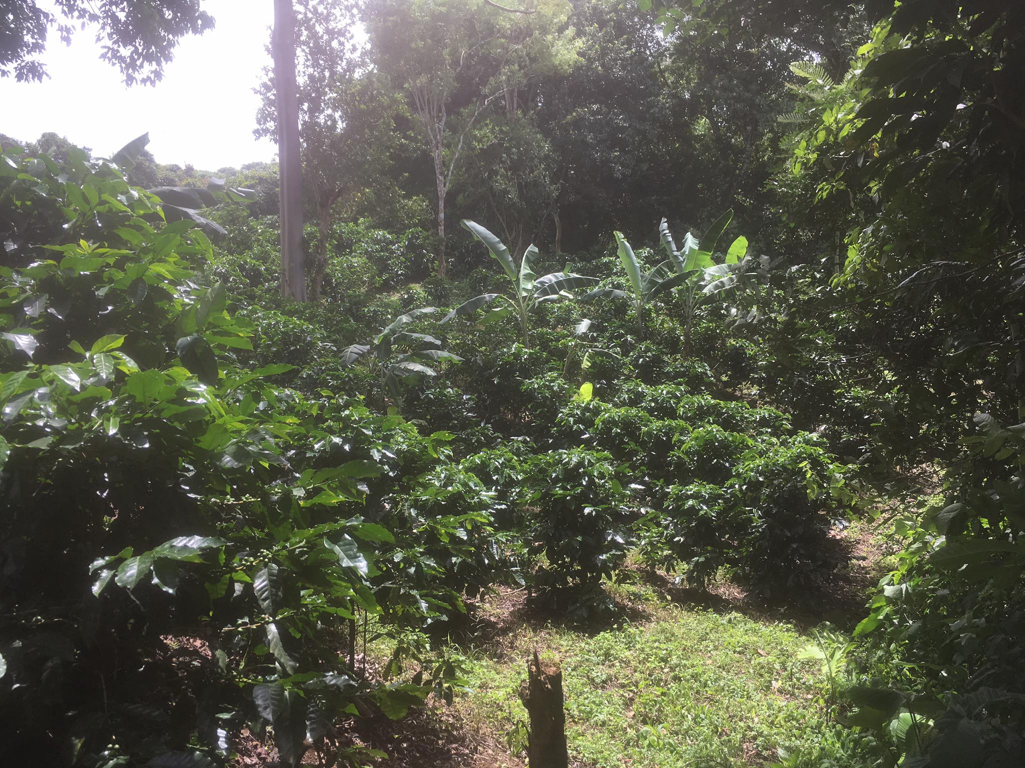 Finca Don Ramón | San Isidro