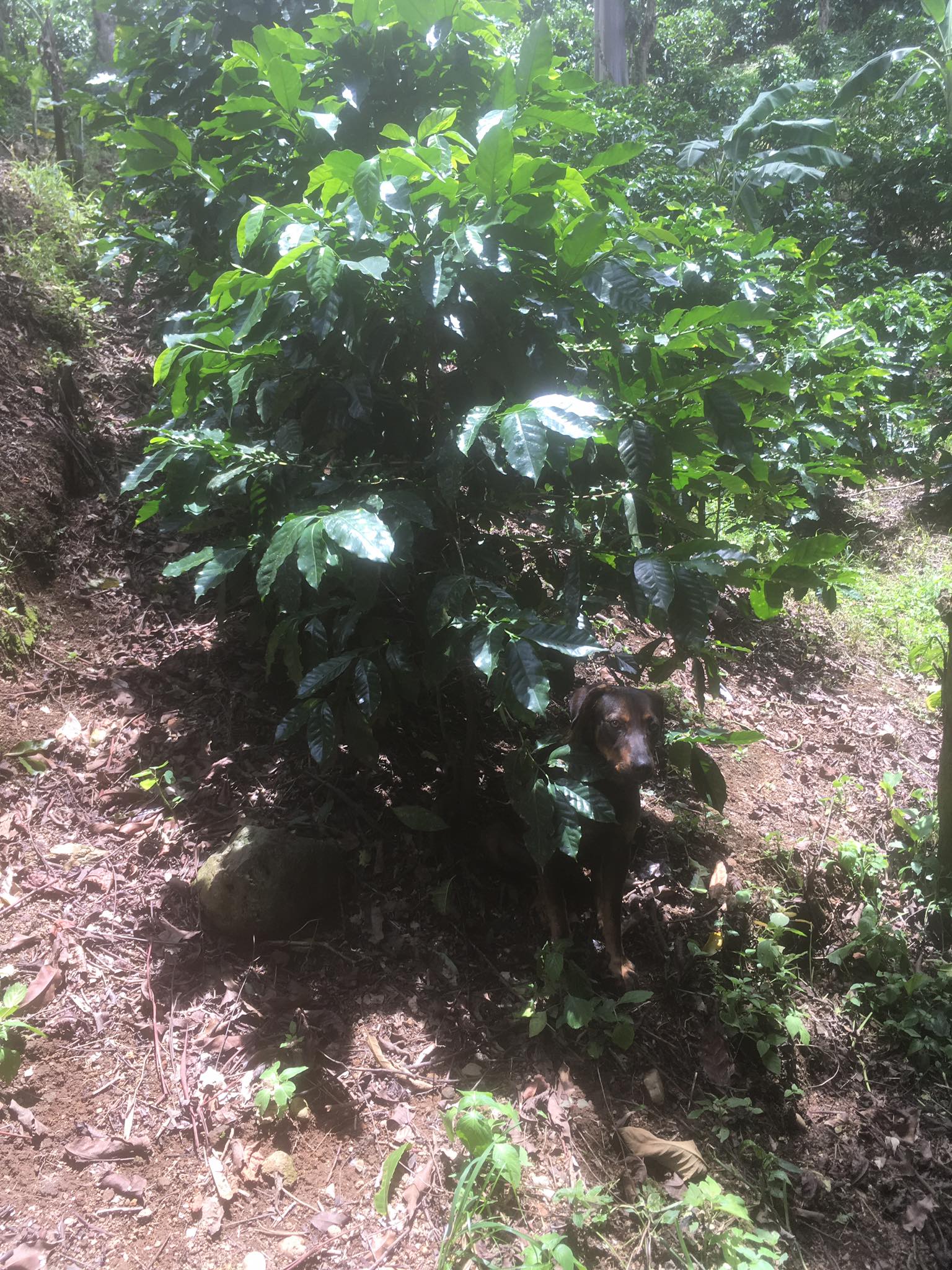 Finca Don Ramón | San Isidro