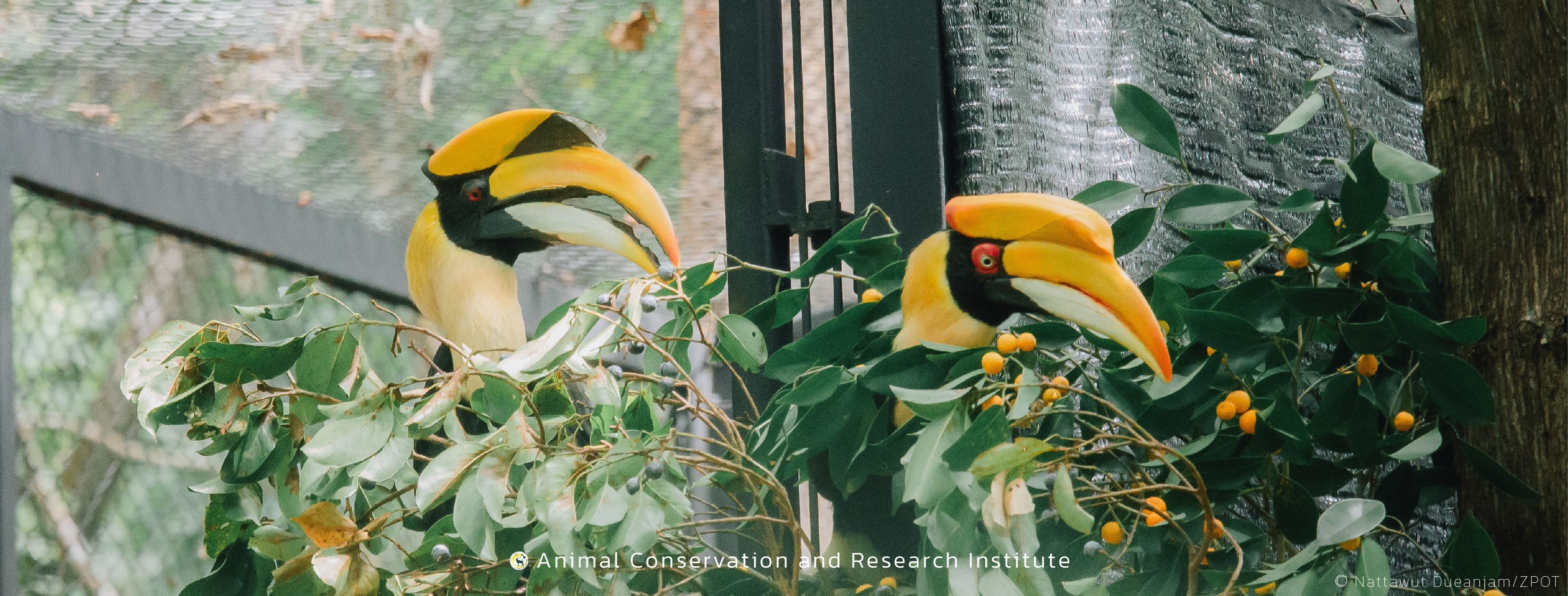 Thai Raptor Research - รายชื่อเหยี่ยวและนกอินทรีอพยพ @ เขาเรดาร์ จ. ...