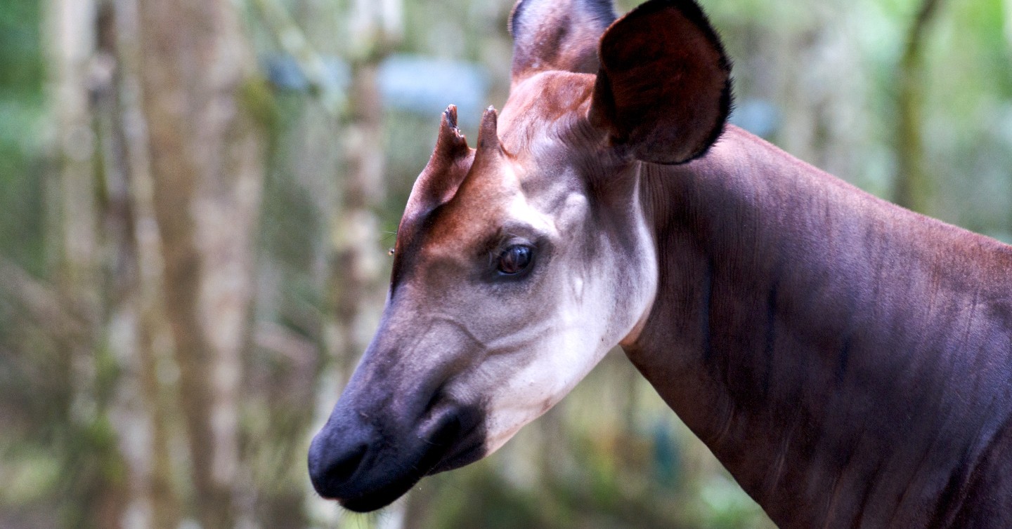 Okapi sex differences and characteristics