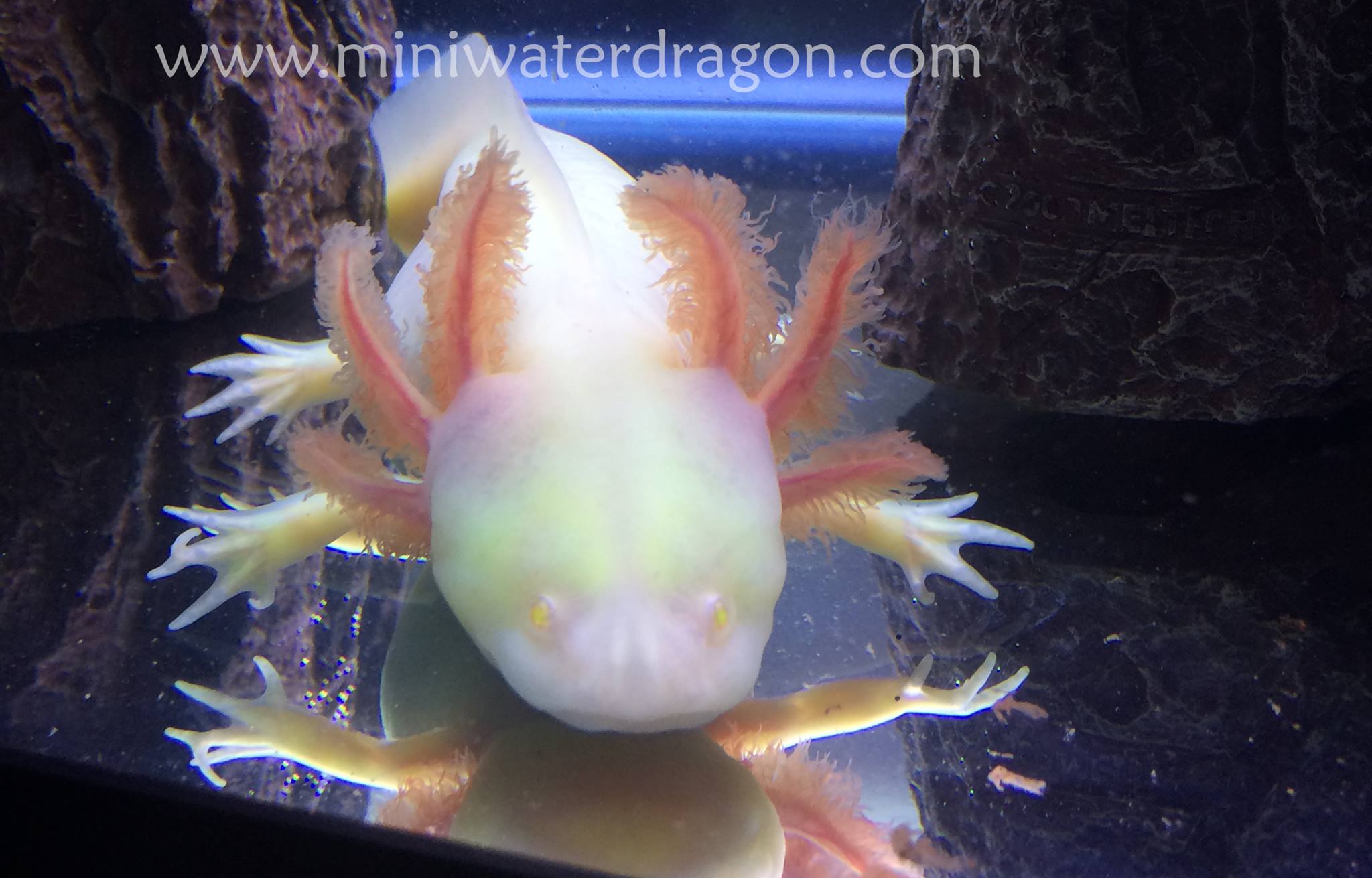 Mini Water Dragon Axolotl Breeder Posts Facebook