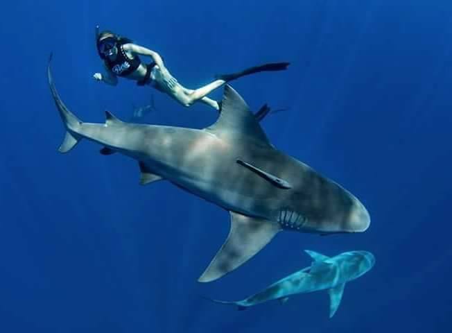 Bryce Rohrer - Captain - Prof Shark Diver