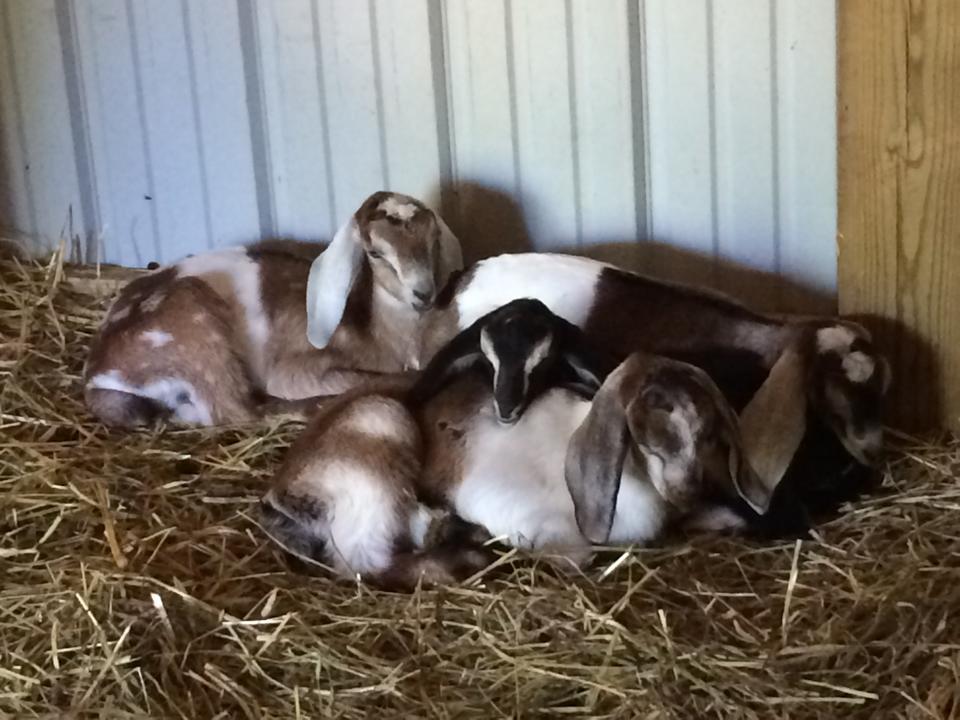 Valley Ridge Dairy Goats - Home
