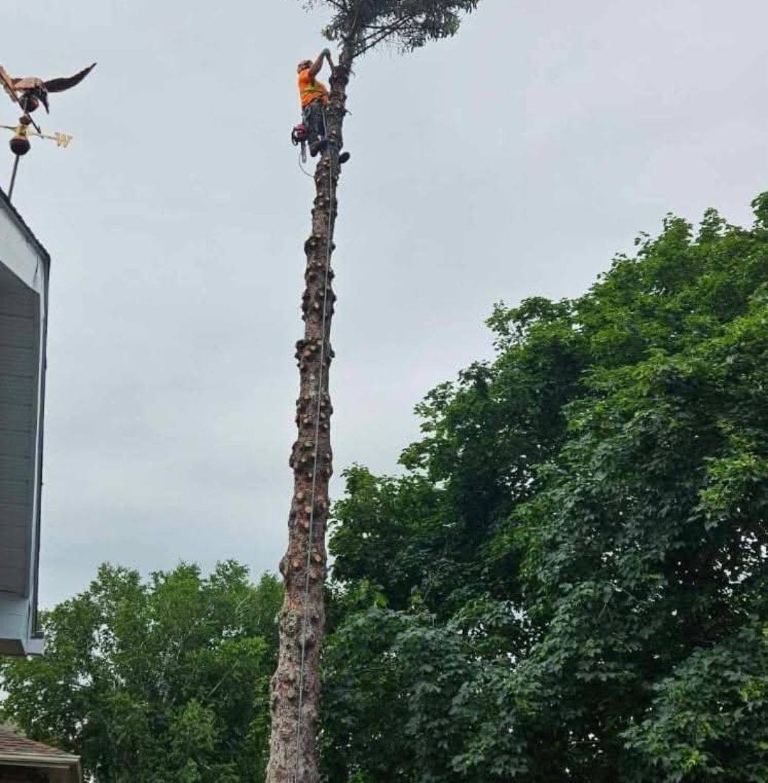 JayTree Services | Belleville ON
