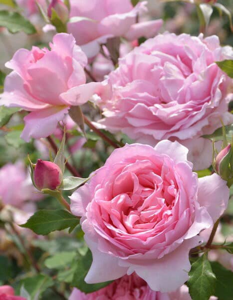 Rose 'Helen' (海伦) 🌹Helen is a large shrub rose from Japan's