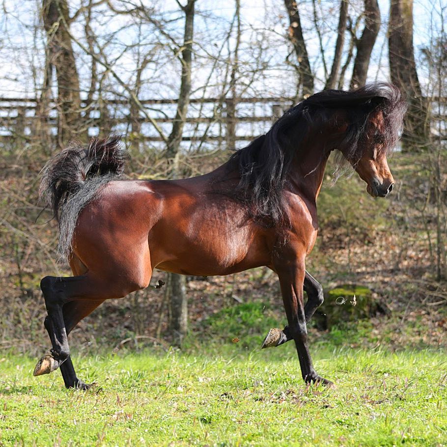 EKS Alihandro Arabian Stallion
