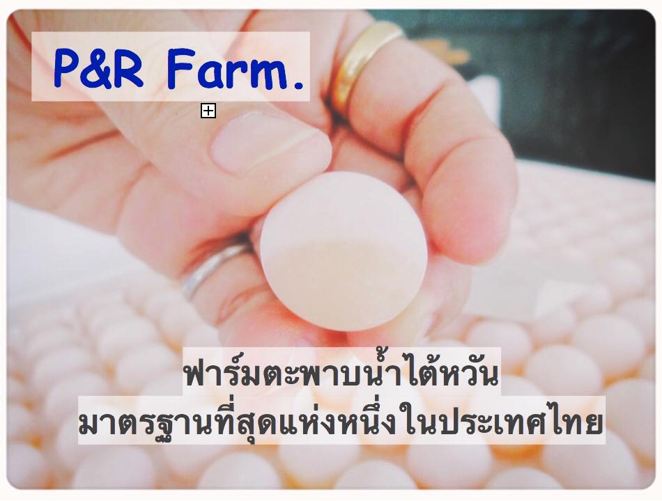 ฟาร์มตะพาบน้ำ P&R Farm | Photharam