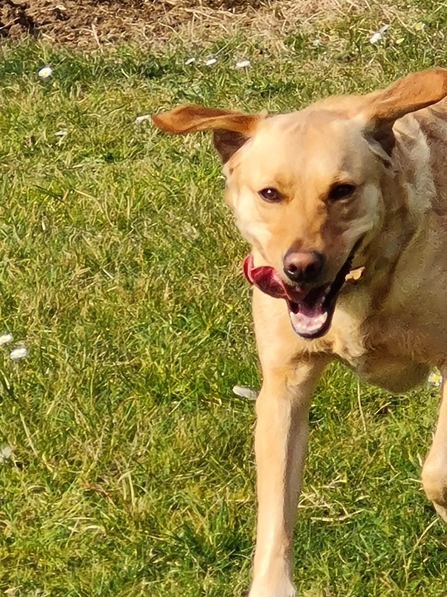 Tiddle Time... - Tiddle Time Dog Walking and Sitting Services
