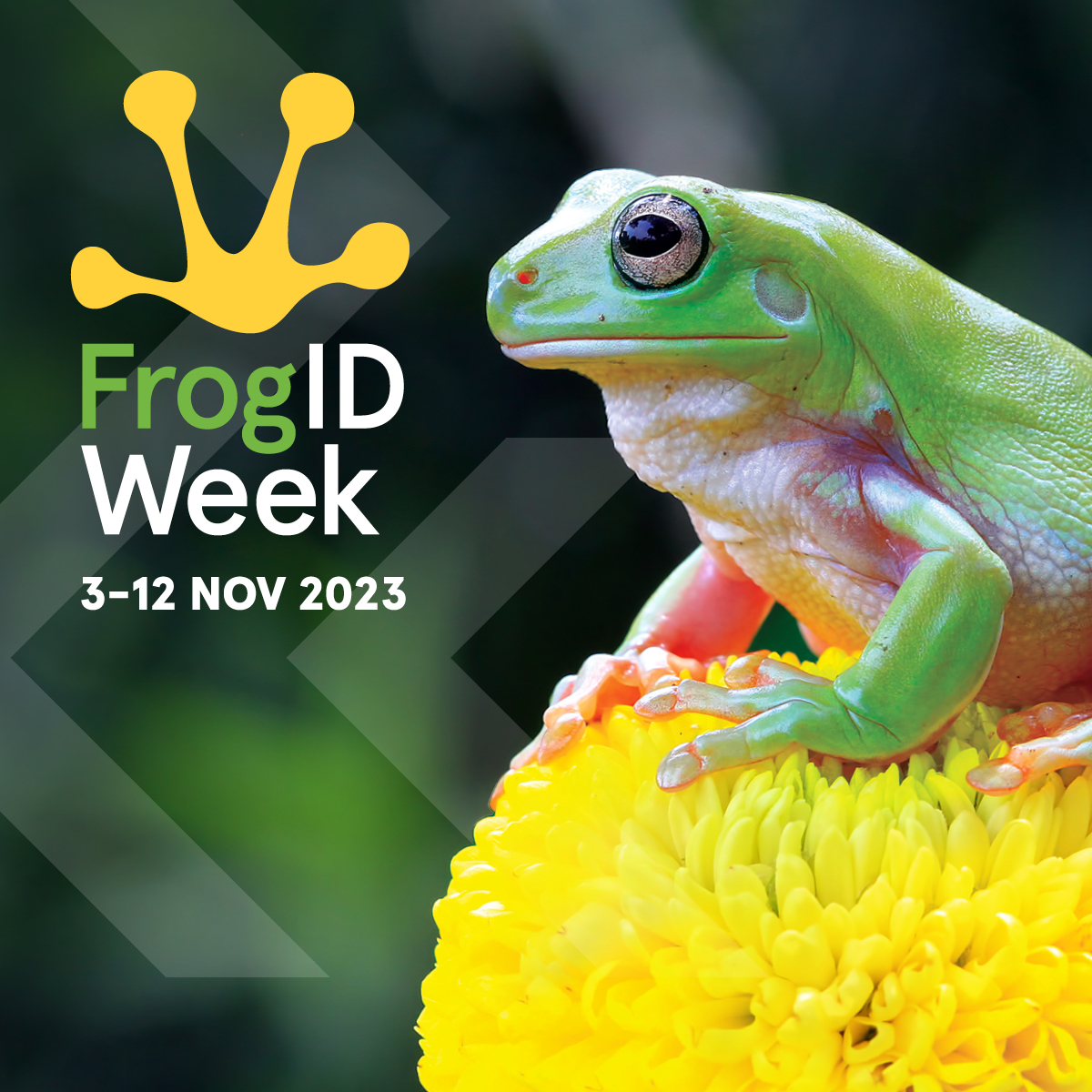 Queensland - It's time to jump on board - the 6th annual FrogID Week ...