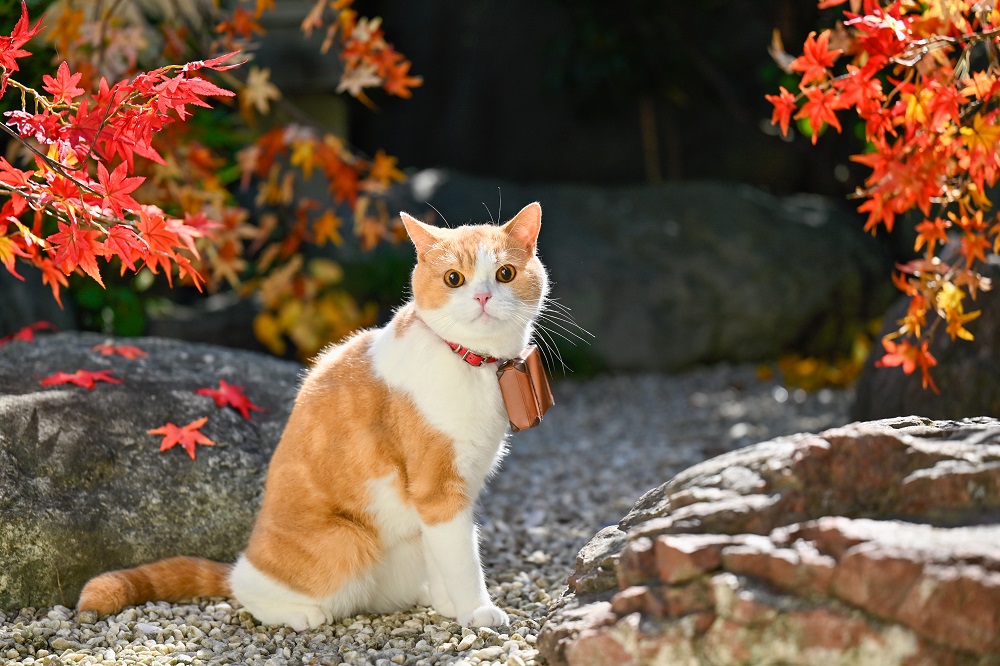 紅葉にゃんぽ #秋旅 #にゃらん #じゃらん