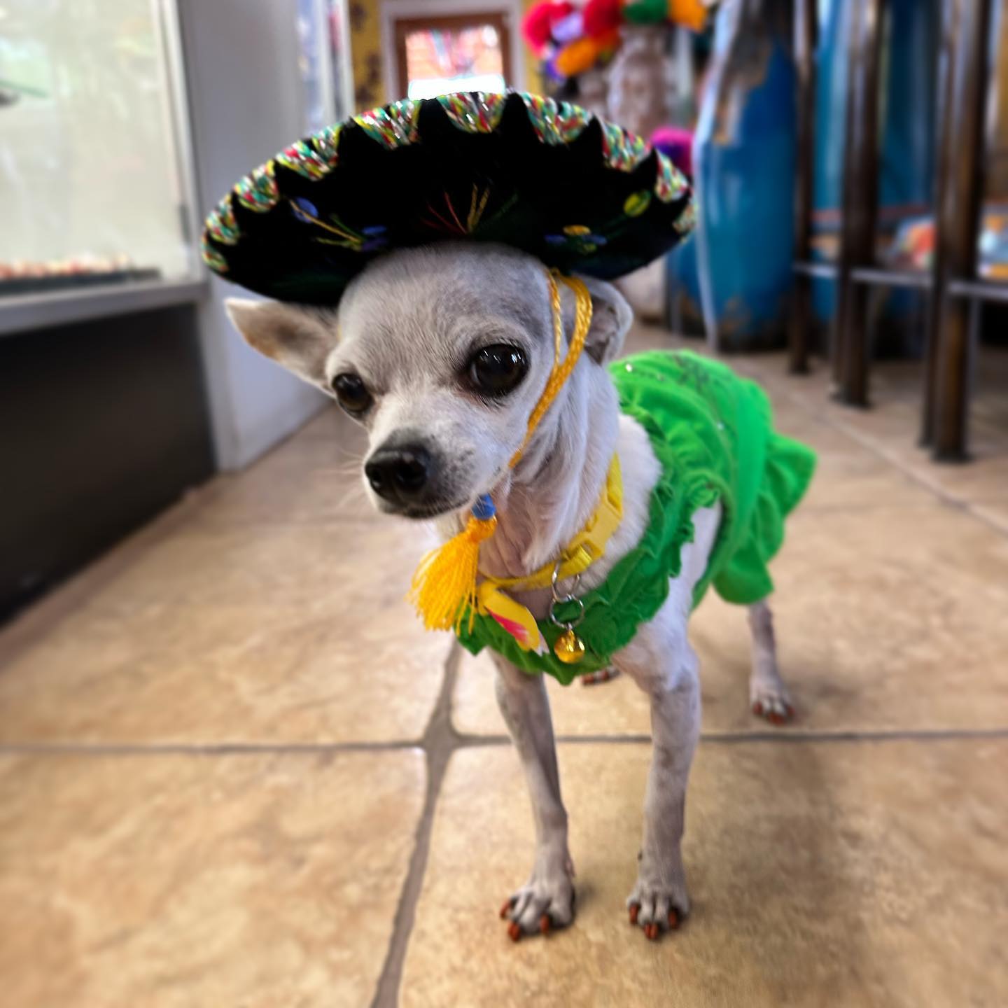 Cinco de Mayo is around the corner.... - Casa Maya de Mexico | Facebook