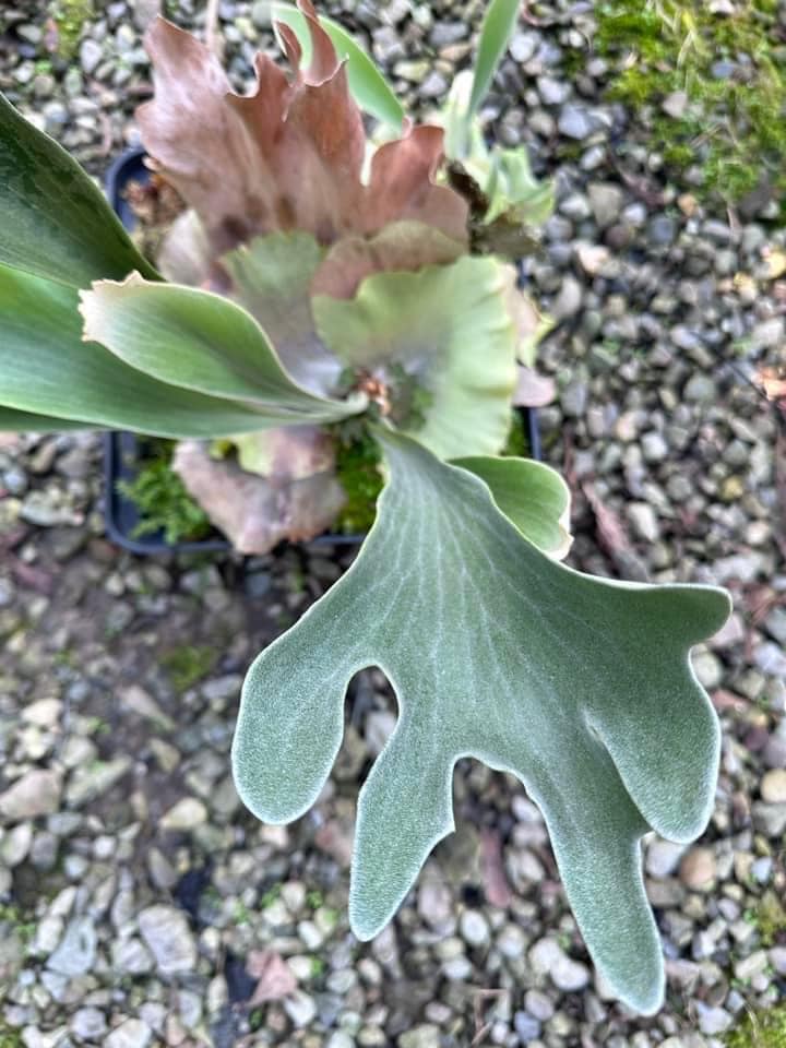 P. willinckii x P. veitchii wild New hybrid from fern banna 3 pup