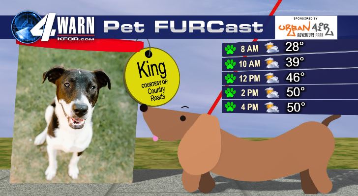 KFOR-TV - Meet King!!! This sweet pup is STILL waiting for... | Facebook