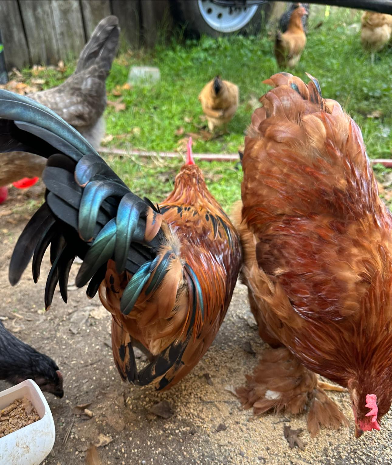 We have two roosters, each a year old, and I really like both of