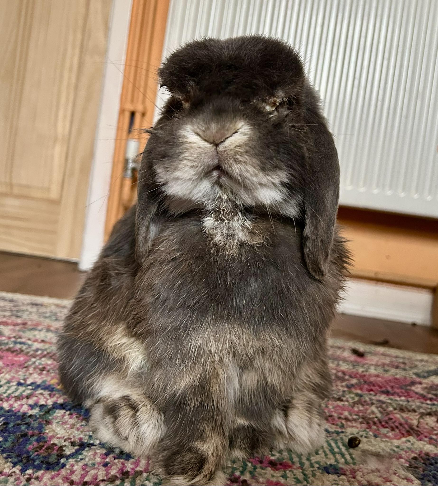 Thank you all for your kind... - Shrewsbury Rabbit Rescue | Facebook
