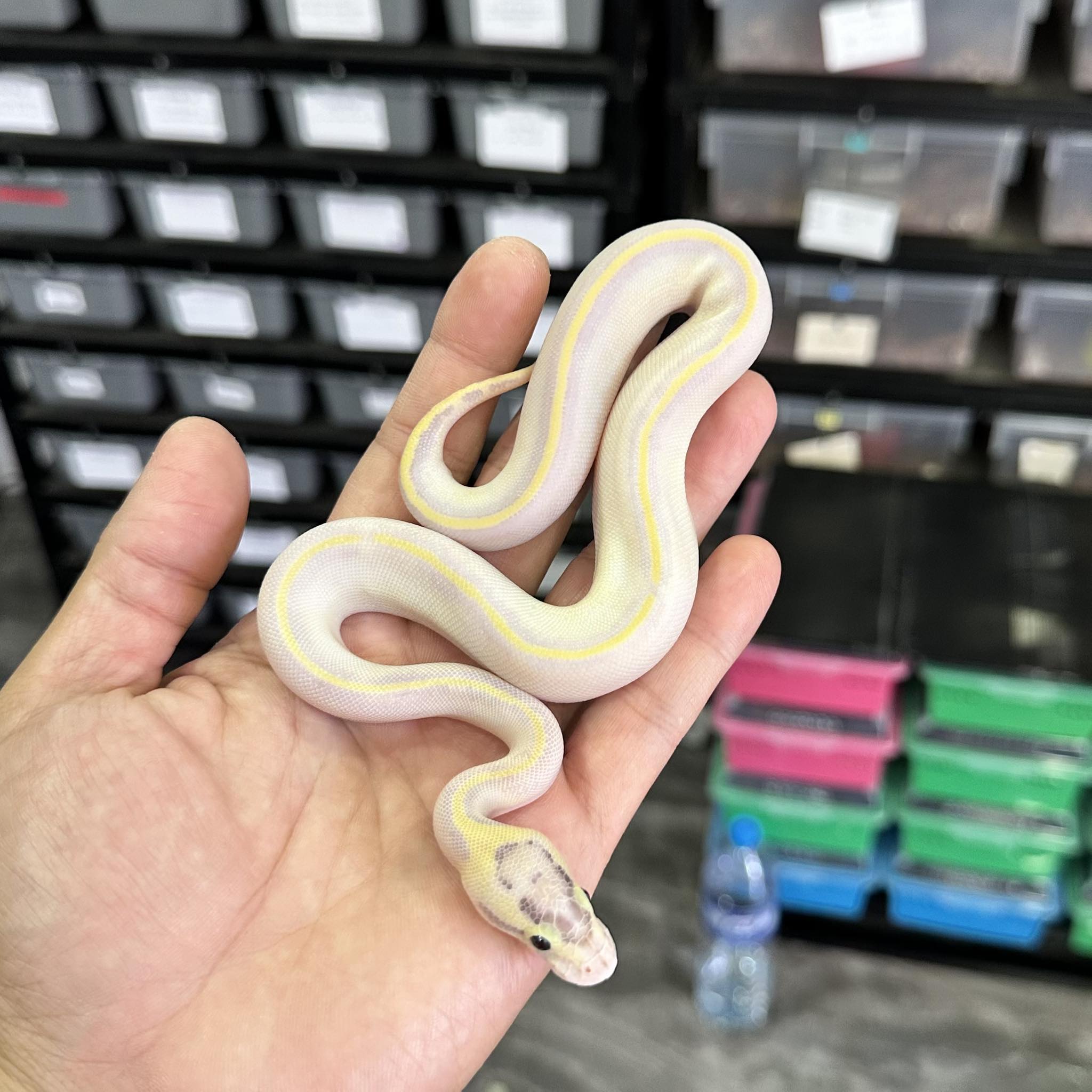 PondPython Farm | Lop Buri