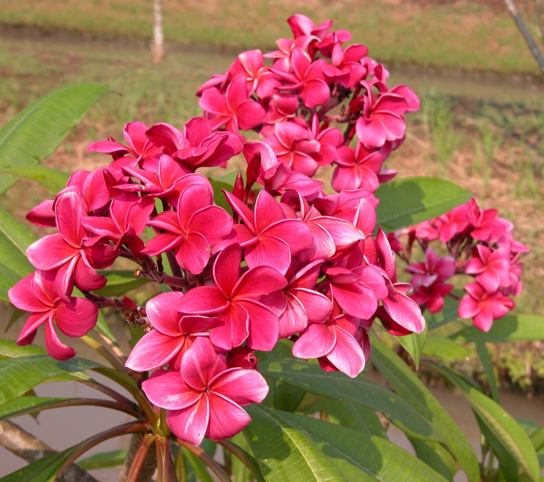 Scented - Hana Emi - dwarf tree ...huge flower bunches. | Facebook