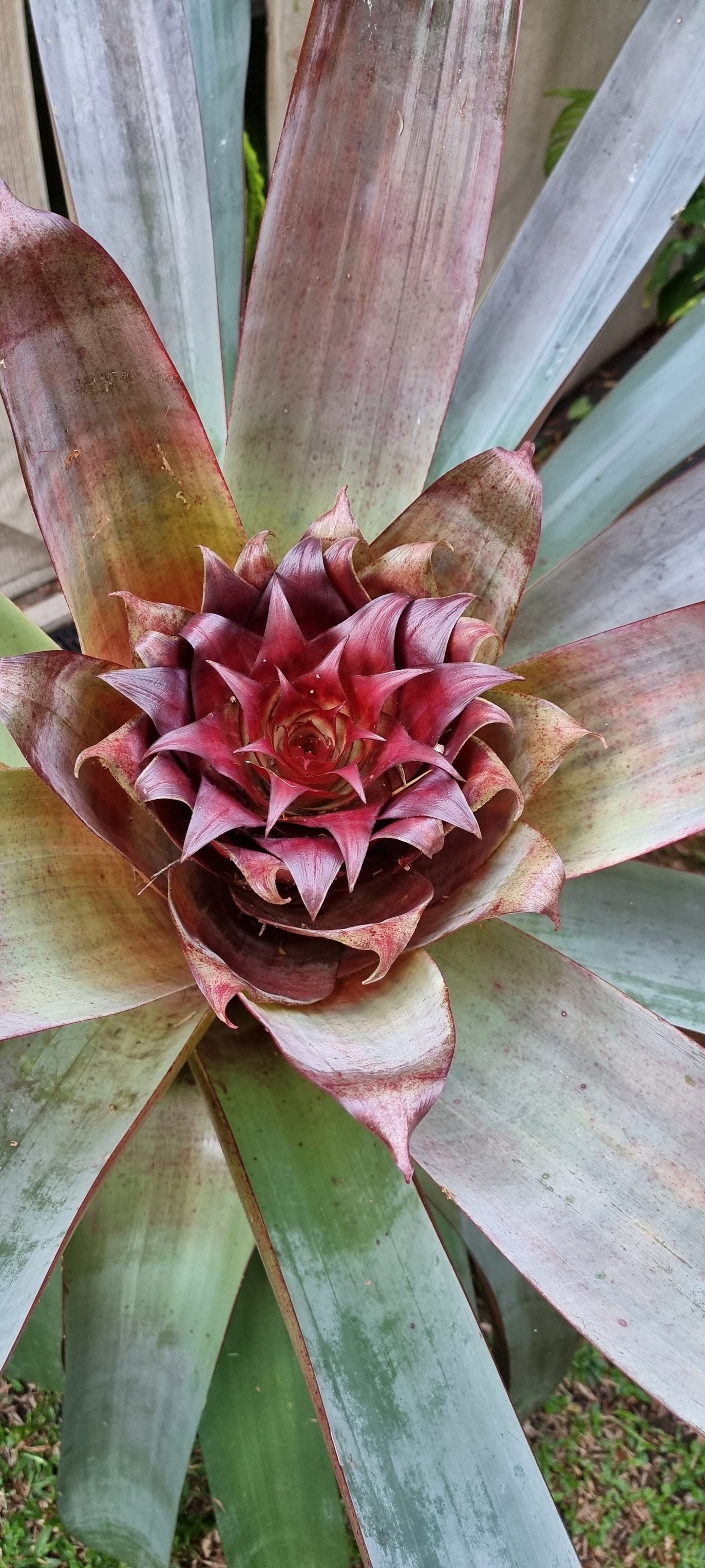 Alcantarea Sunshine is a real showstopper in my tropical gardens