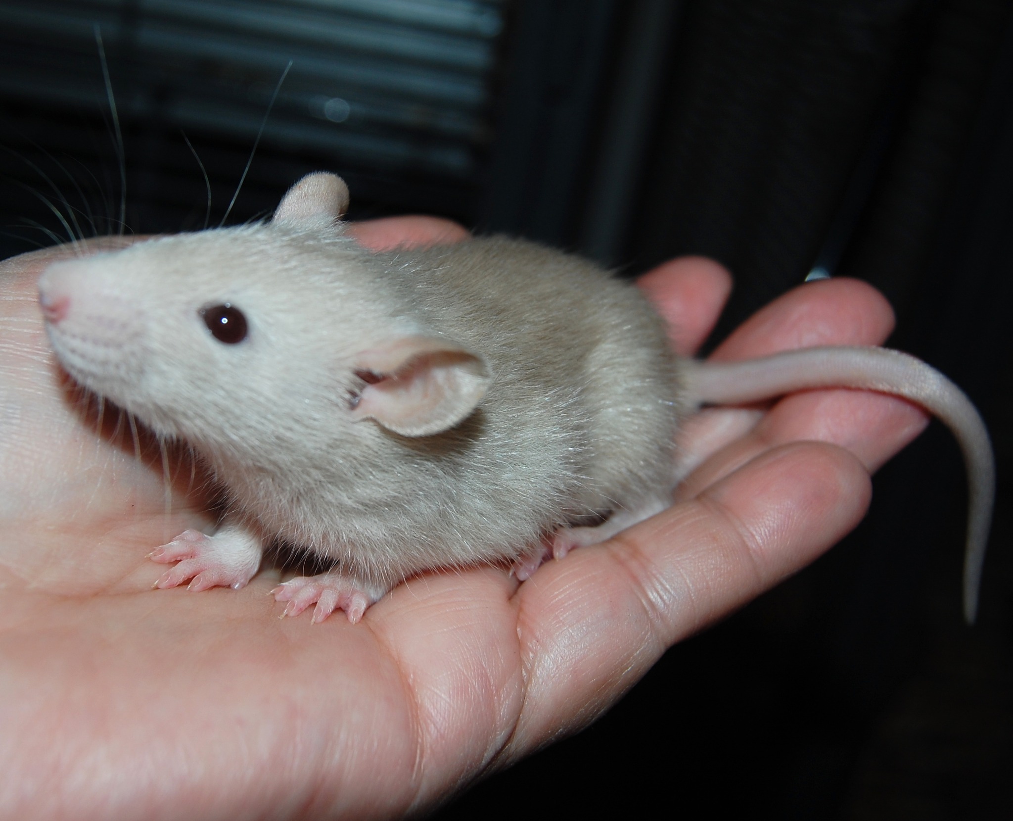 Here are pictures of the females... - The Rat's Nest Rattery | Facebook