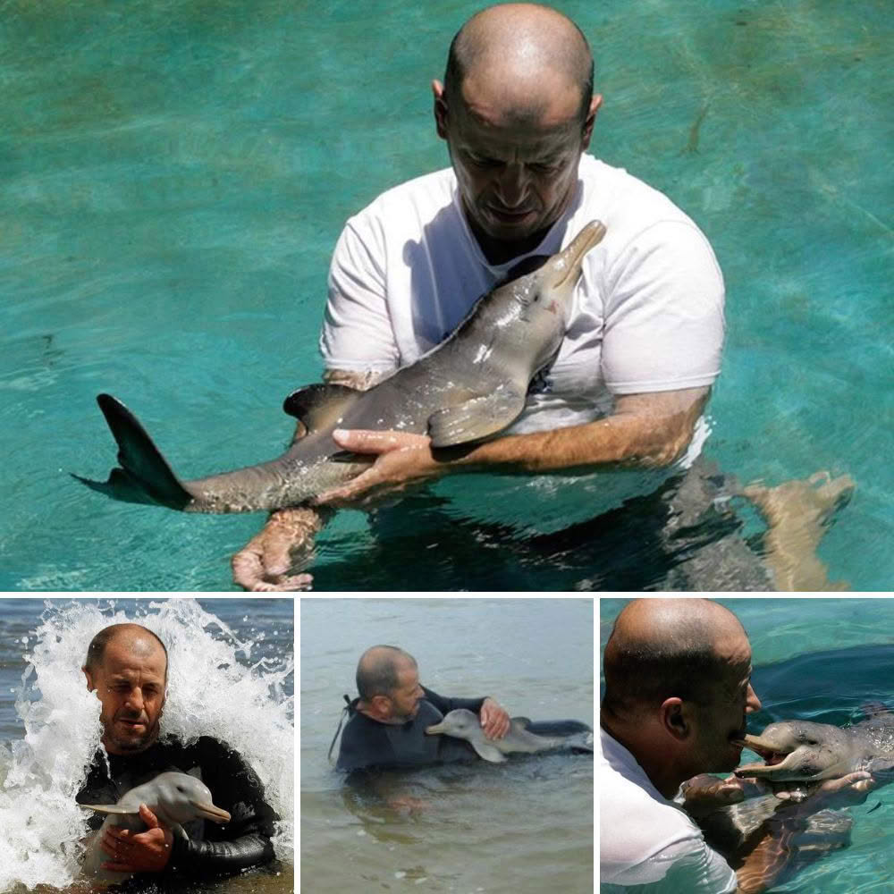 Wild - Let’s swim! A 10-day-old orphaned dolphin rescued from a beach ...