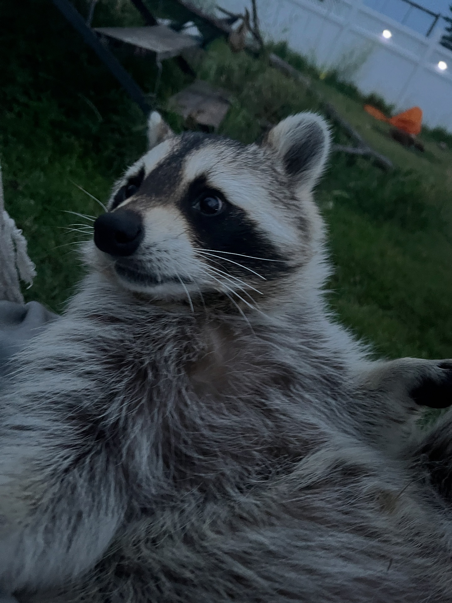 Diddles Raccoon - Diddles Raccoon added a new photo.