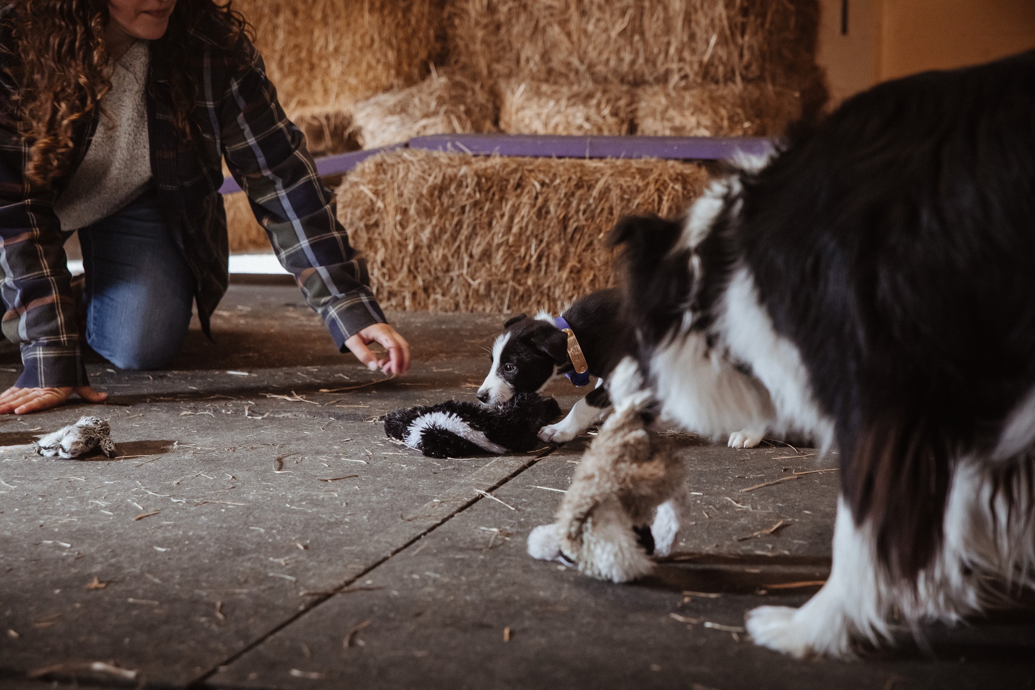 Raspberry Ridge Sheep Farm and the ATBA | Bangor PA