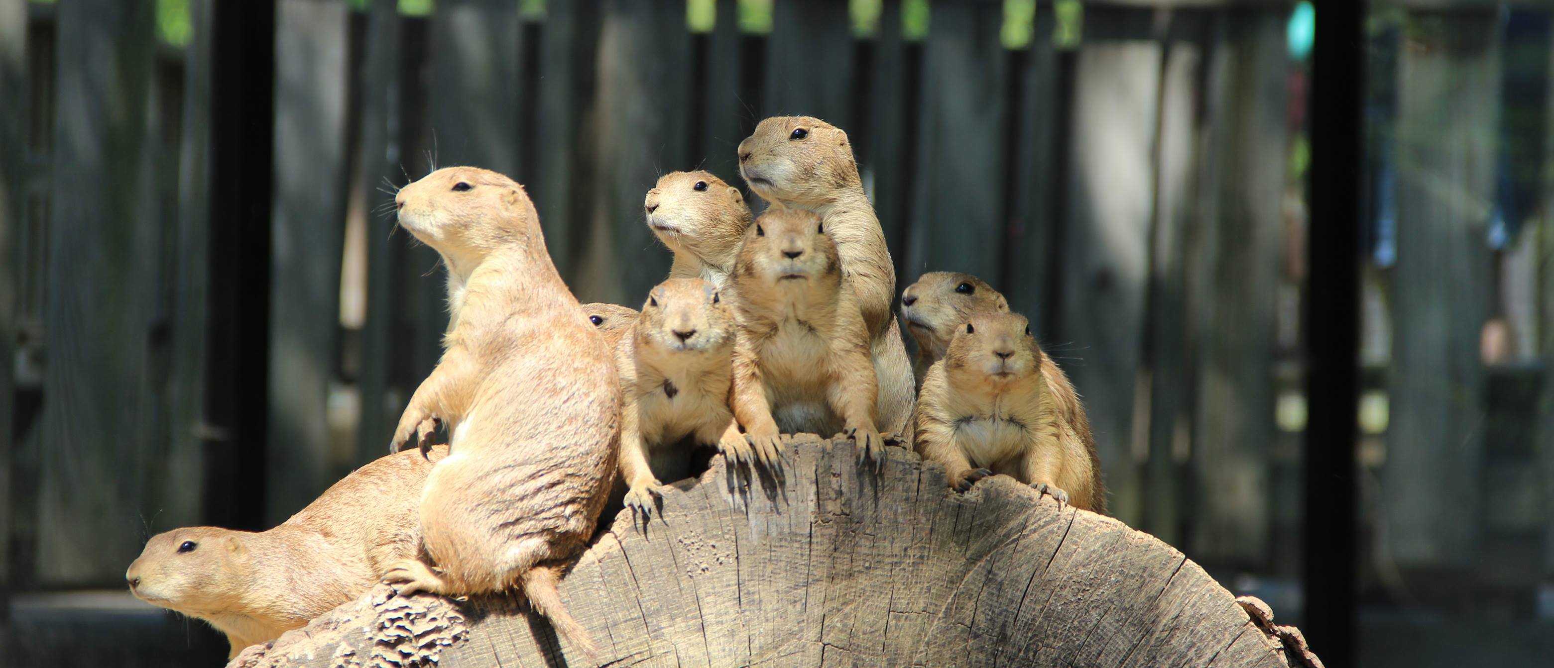 Friends of the Bergen County Zoo | Paramus NJ