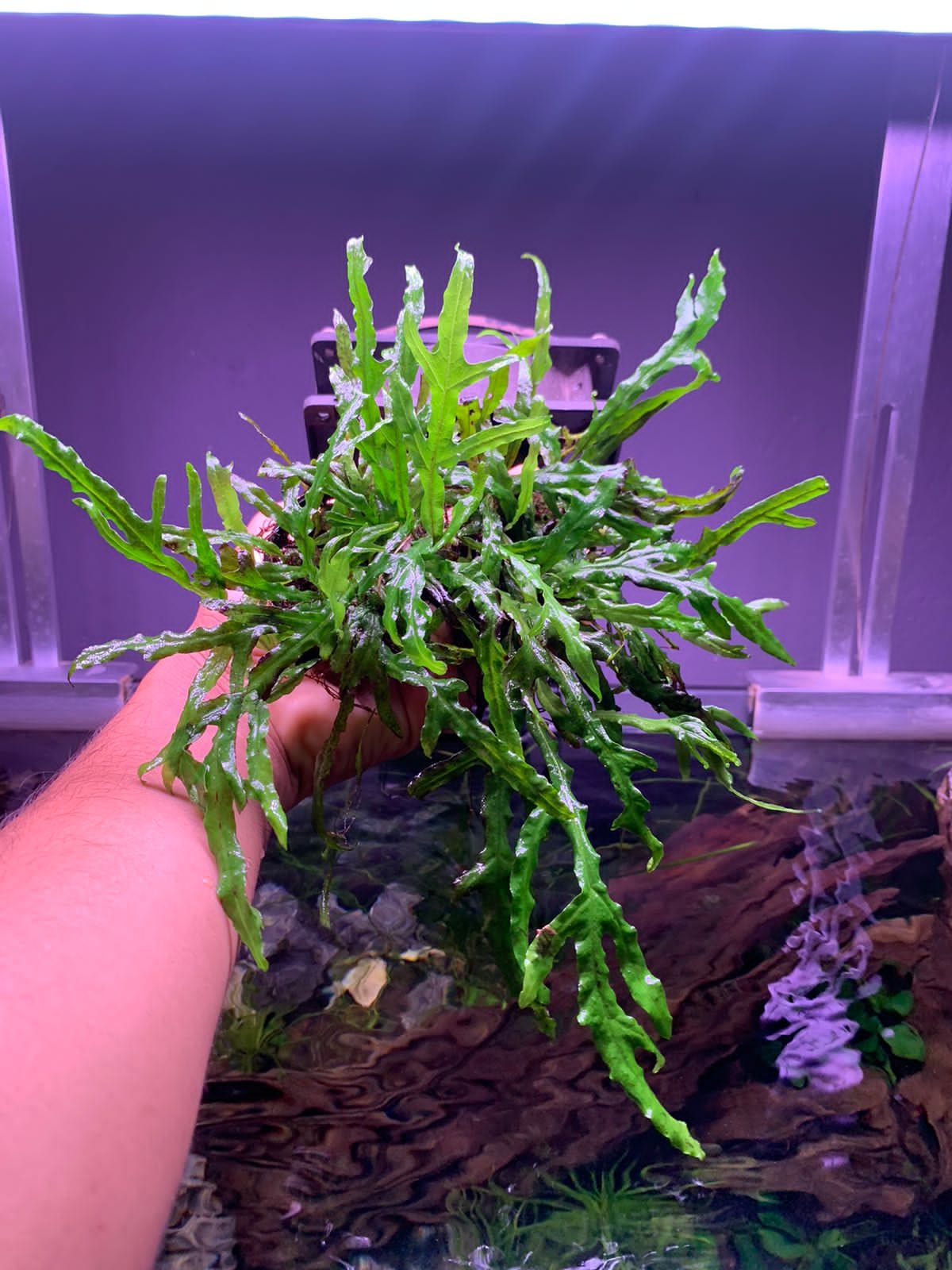 The Scapers Hub - 🪴 Java Fern Trident 🪴 Java Fern Trident...