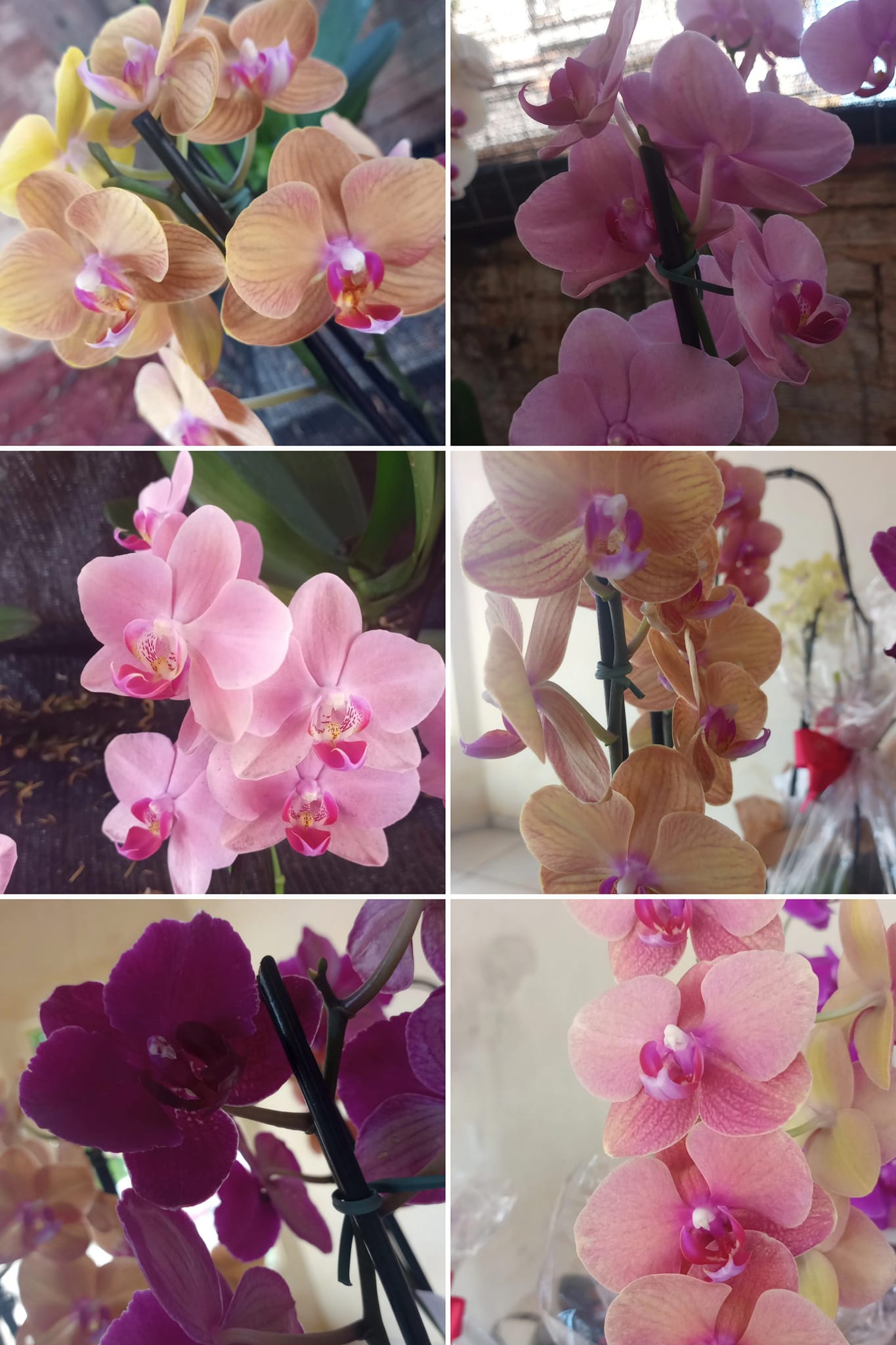 Orquidario Encanto das Flores