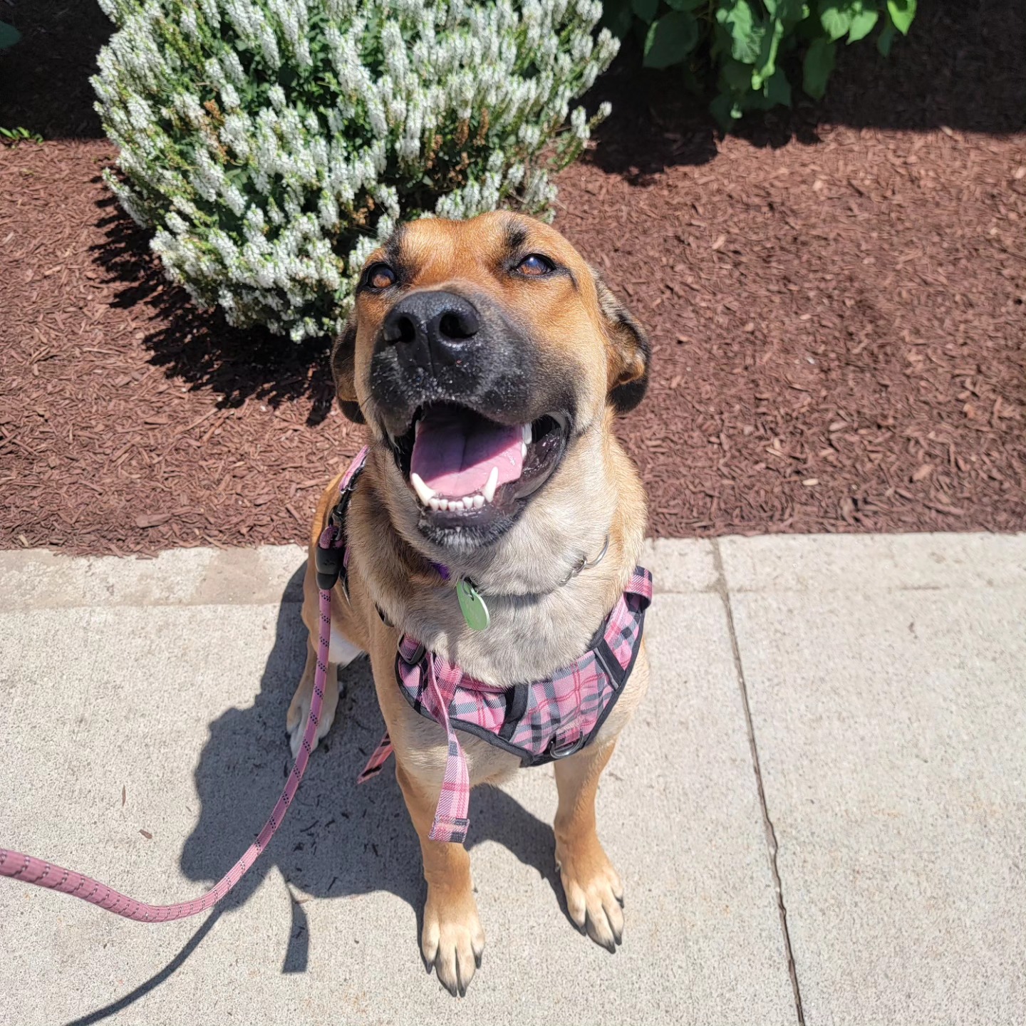 💜Skye has been... - Safe Paws Animal Rescue of Ontario | Facebook